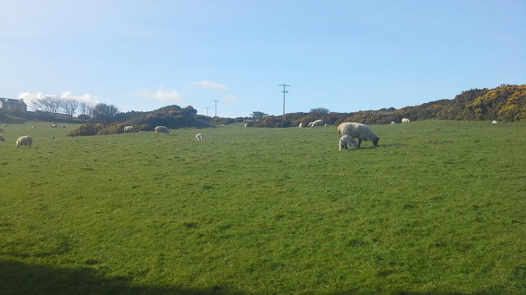 Leafy Lane Guesthouse Amlwch Buitenkant foto